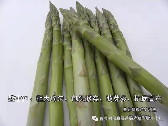 春天，常食蘆筍很保健