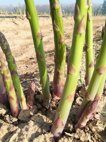 蘆筍種植的詳細(xì)介紹！