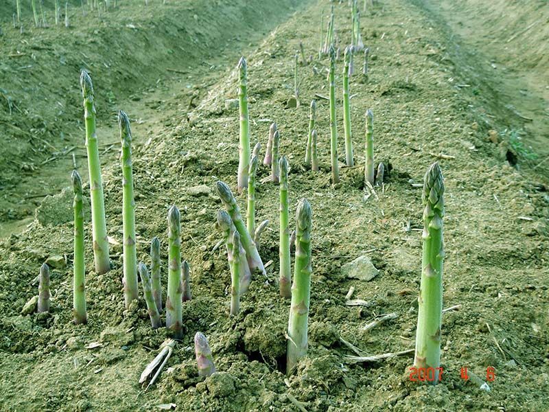 蘆筍栽植深度有要求嗎？