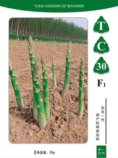蘆筍種子如何種植？